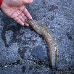 ギンポ＆ボラ♪